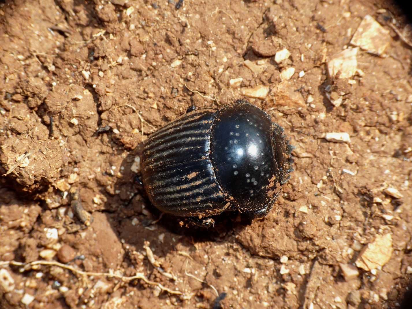 Scarabaeus laticollis